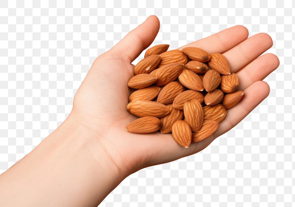 PNG Almond food pill seed.