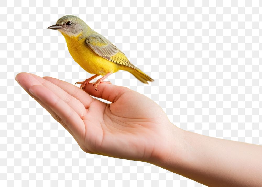 PNG Animal canary bird hand.