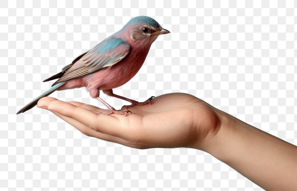PNG Animal finger bird beak.