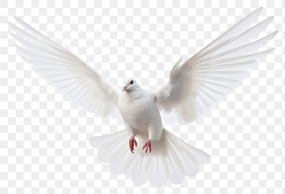 PNG Animal bird flying pigeon.