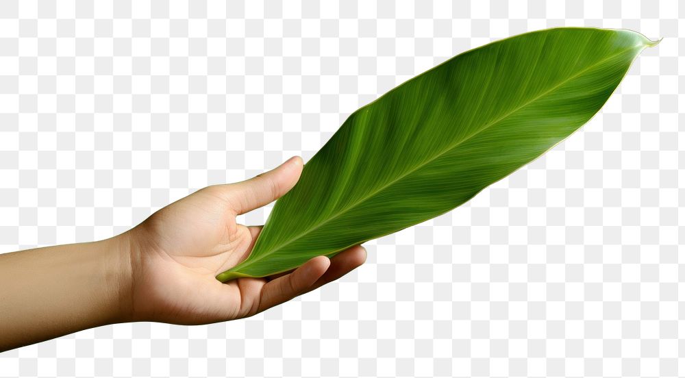 PNG Plant leaf freshness organic.