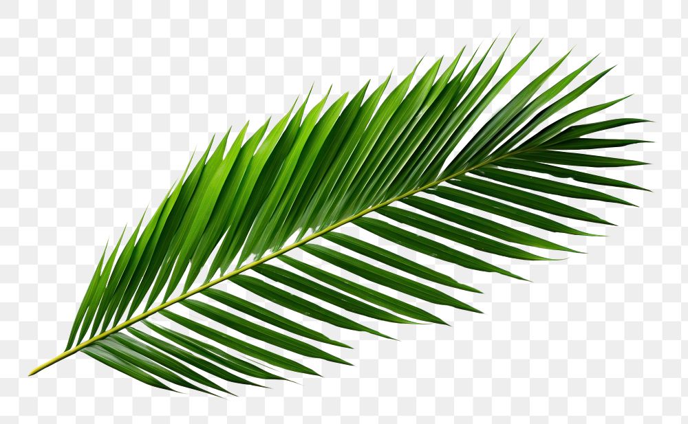 PNG  Palm leaf plant green tree.