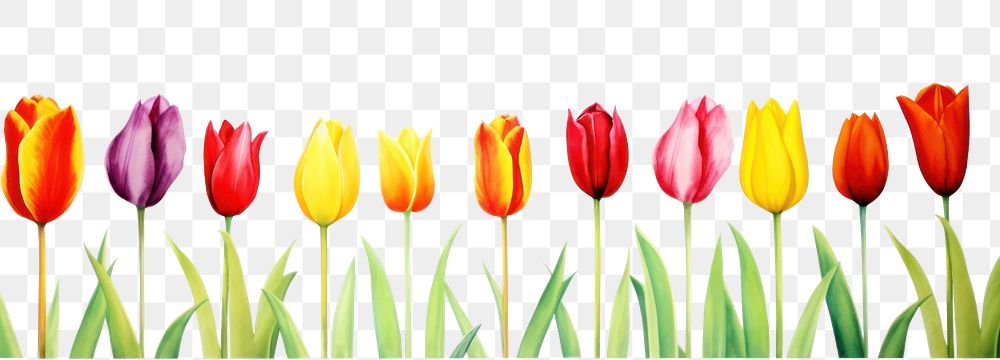 PNG Tulip watercolor border flower plant white background.