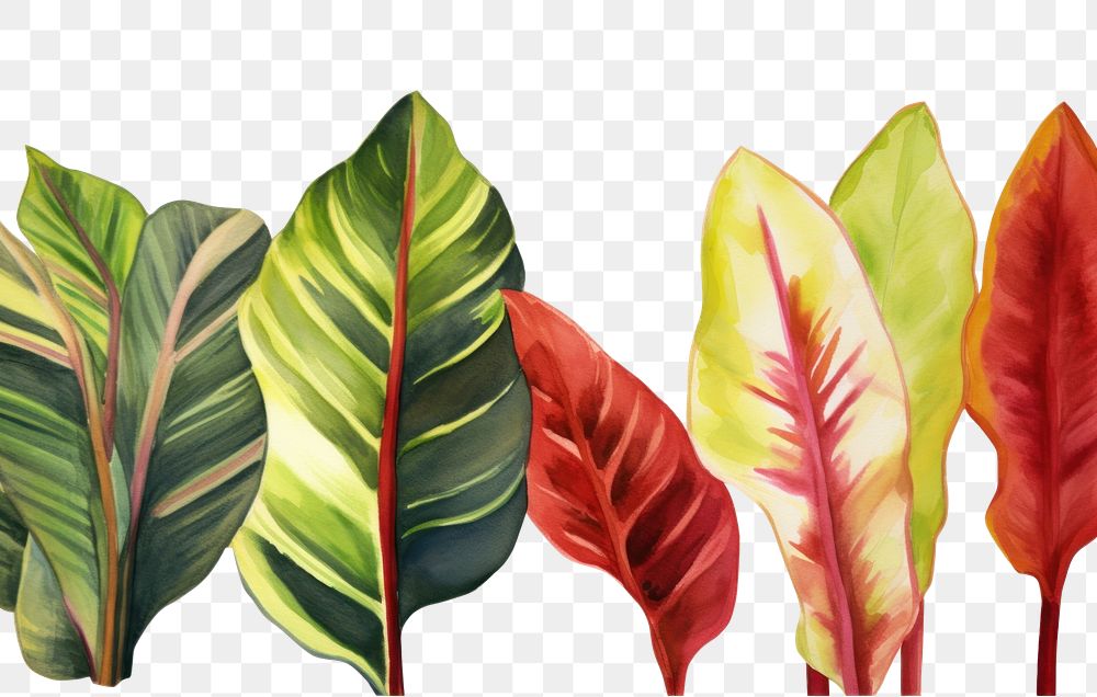 PNG Plant leaf vegetation freshness.