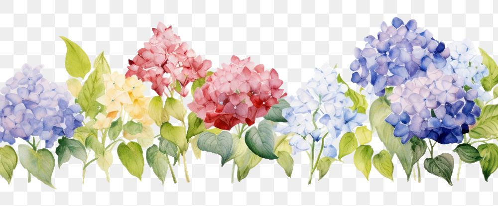 PNG Hydrangea watercolor border blossom flower plant.