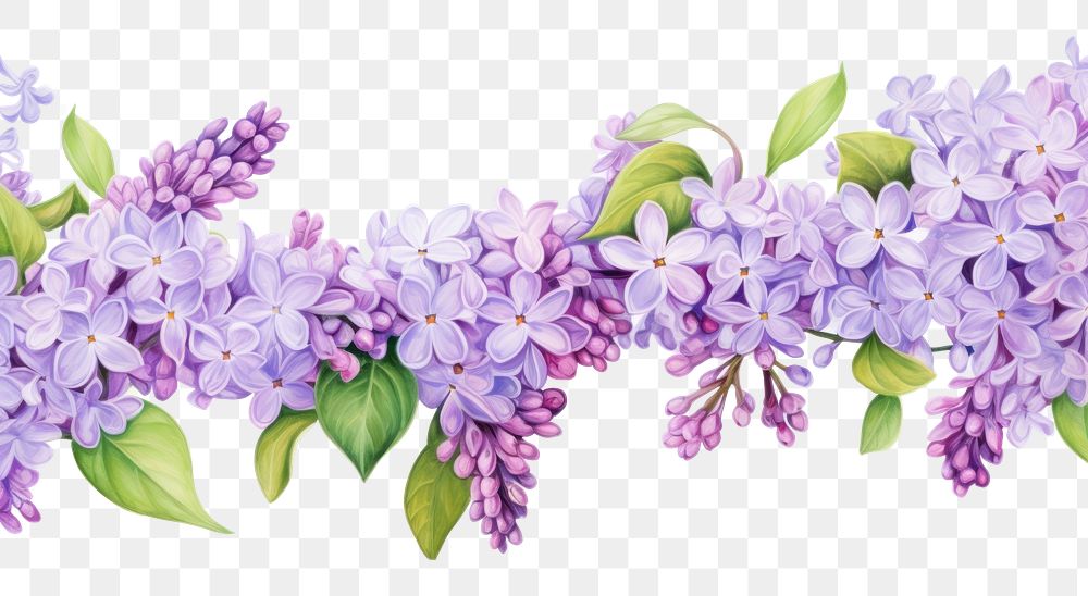 PNG Lilac flower watercolor border blossom plant white background.