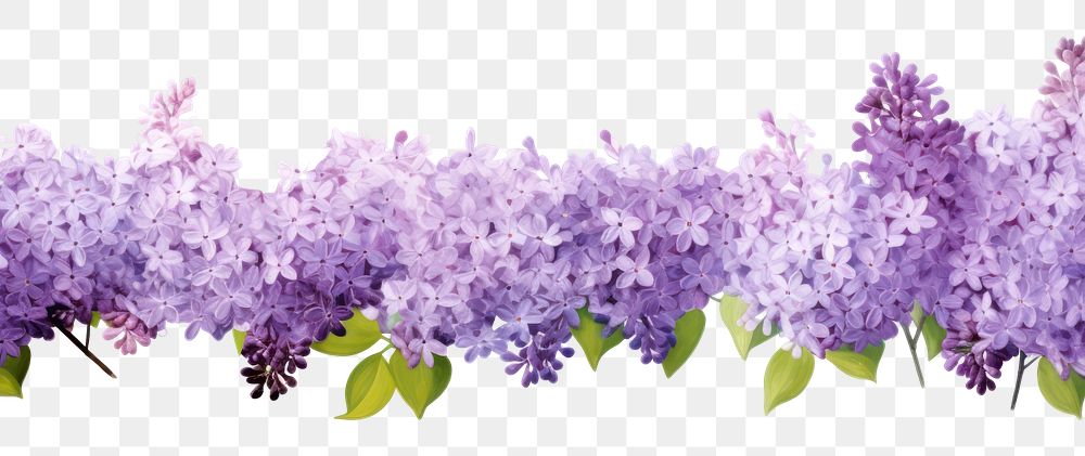 PNG Lilac flower watercolor border blossom plant white background.
