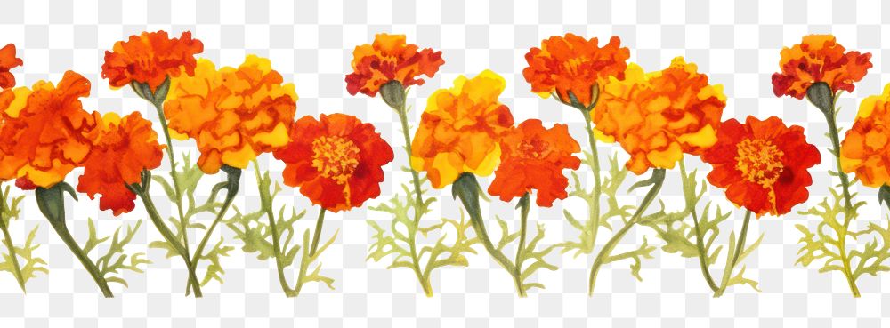 PNG Marigold watercolor border flower petal plant.