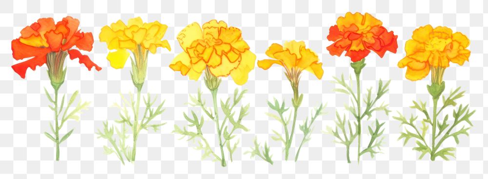 PNG Marigold watercolor border flower petal plant.