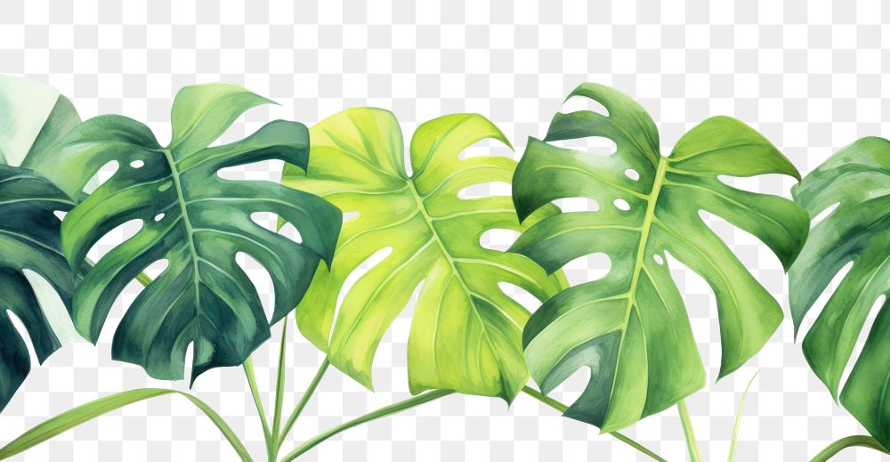 PNG Monstera watercolor border backgrounds plant green.