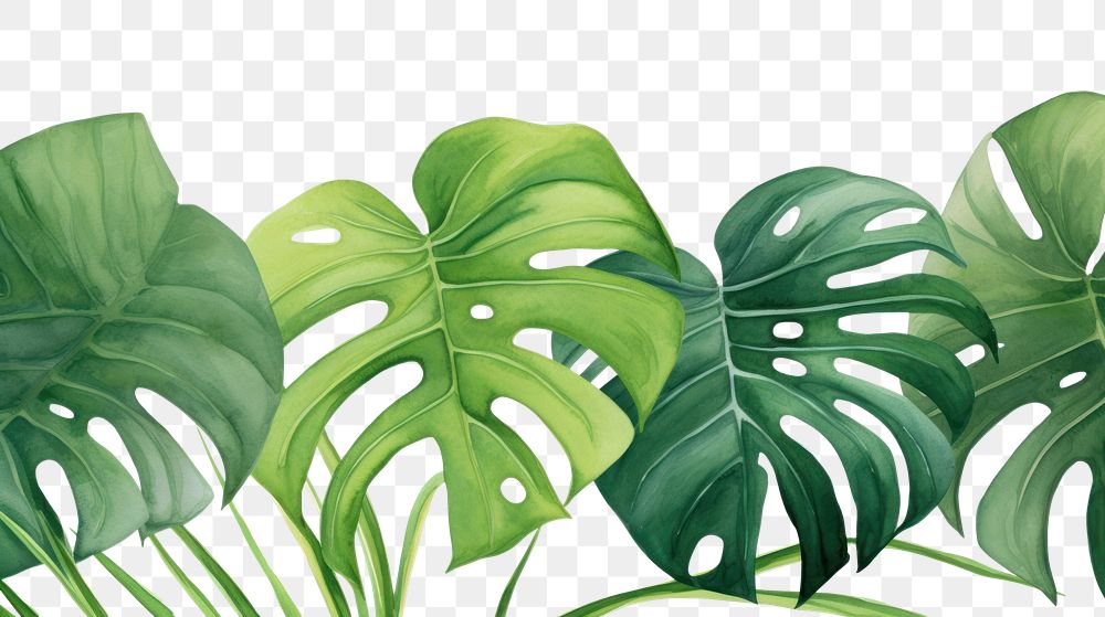 PNG Monstera watercolor border backgrounds plant green.
