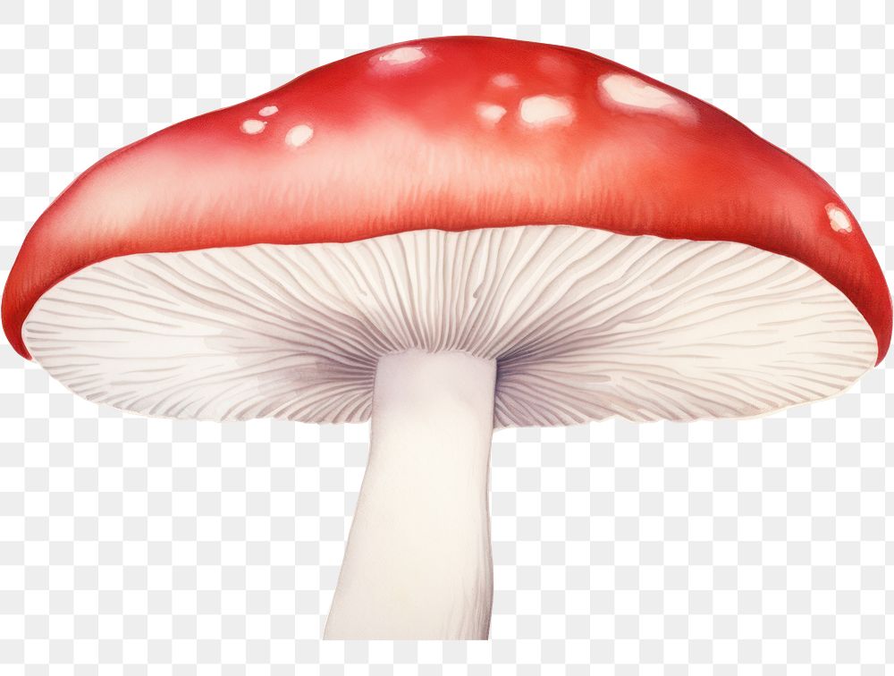 PNG Mushroom watercolor border fungus agaric white background.