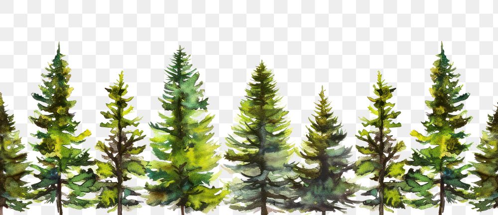 PNG Pine tree watercolor border backgrounds plant leaf.
