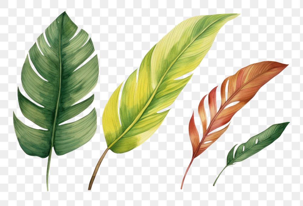 PNG Plam leaves watercolor border plant leaf white background.