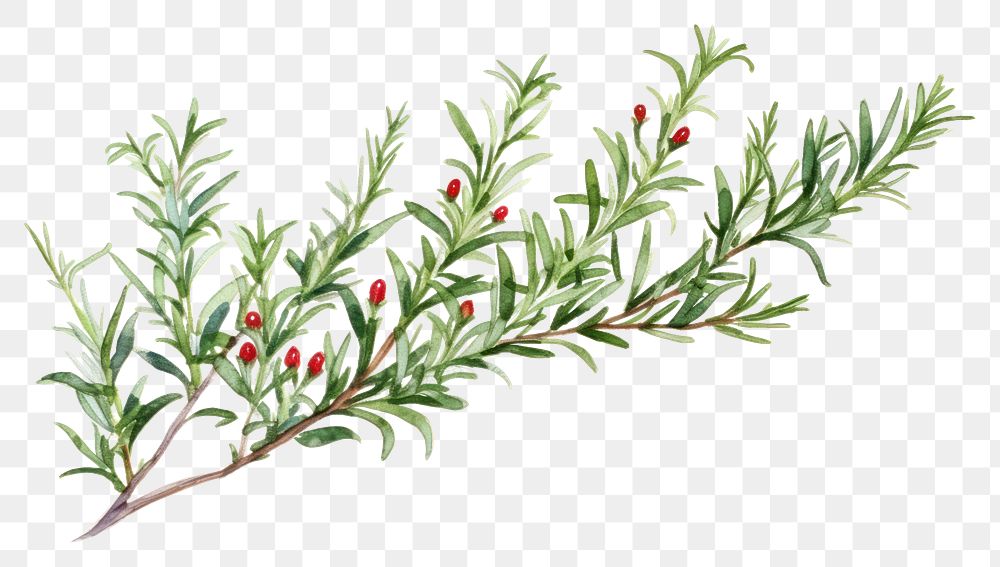 PNG Rosemary watercolor border plant herbs leaf.
