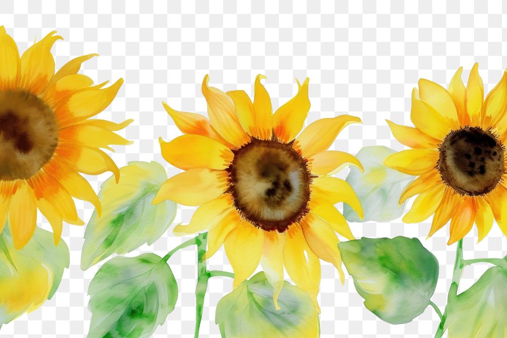 PNG Sunflower watercolor border plant white background inflorescence.