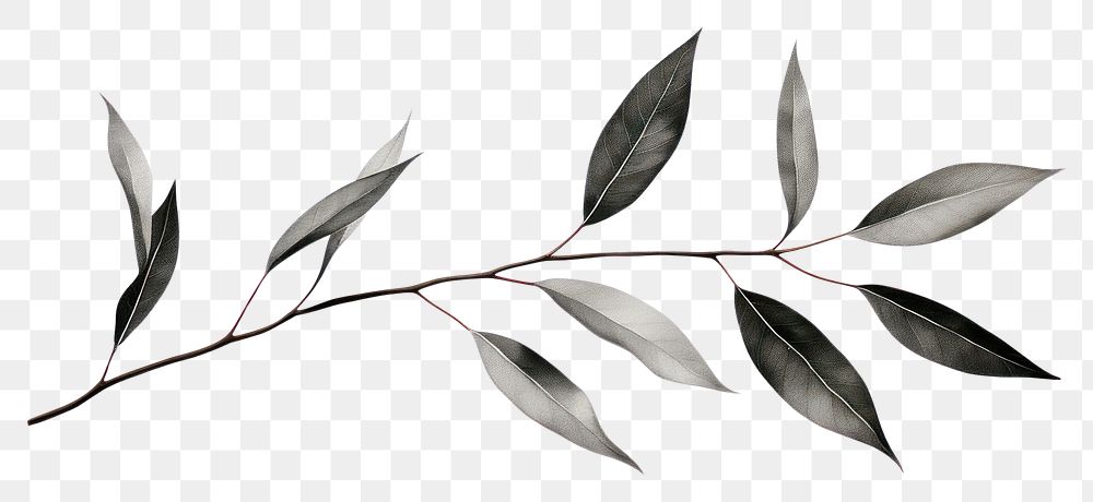 PNG  Eucalyptus plant leaf tree.