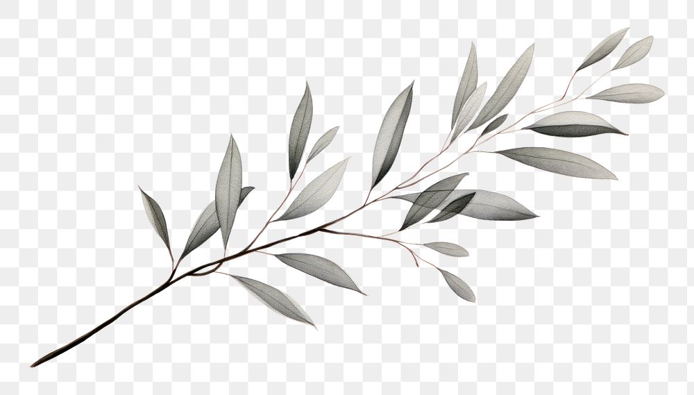 PNG  Eucalyptus plant leaf white background.