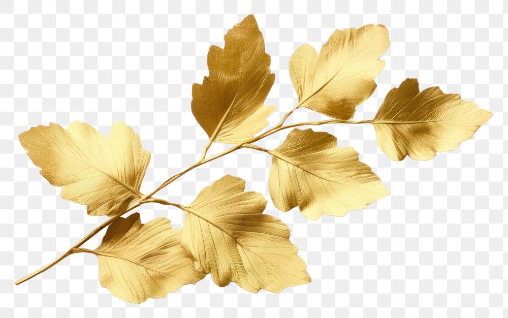PNG Bruch leaves plant leaf gold.