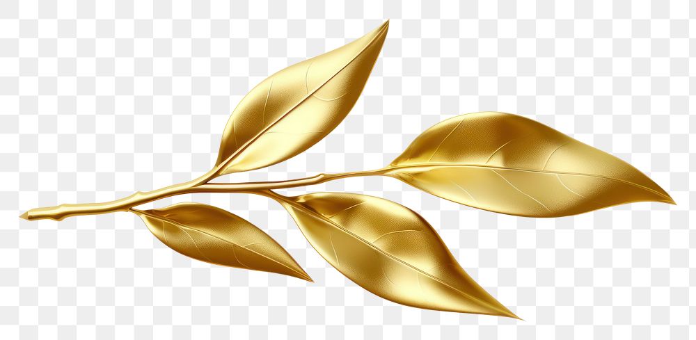 PNG Buckthorns leaf gold jewelry shiny.