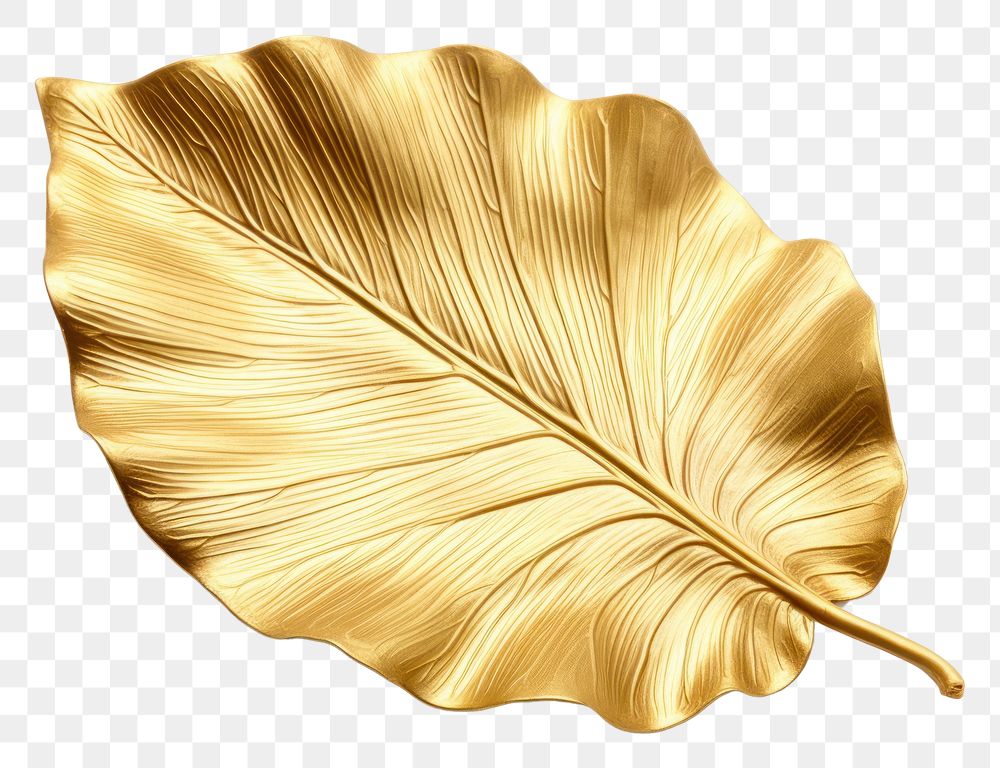 PNG Hibiscus leaf plant gold white background.