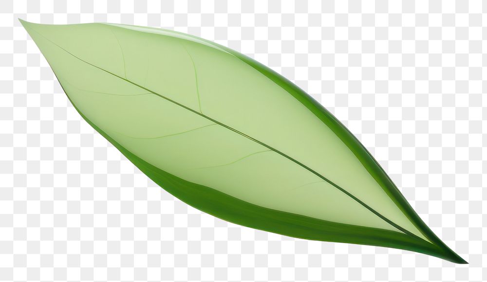 PNG Leaf plant green white background.