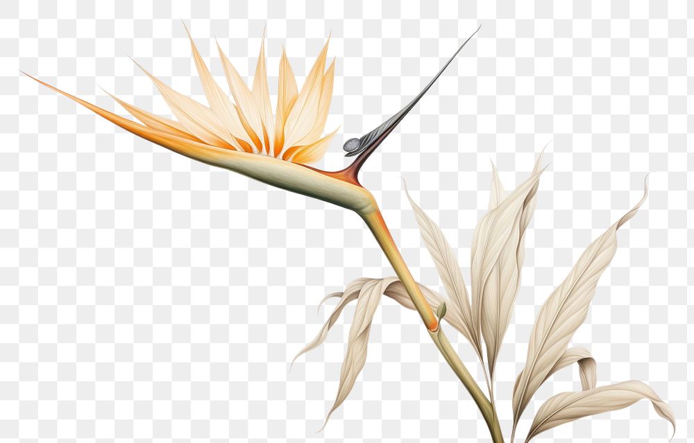 PNG Botanical illustration bird of paradise flower plant inflorescence.