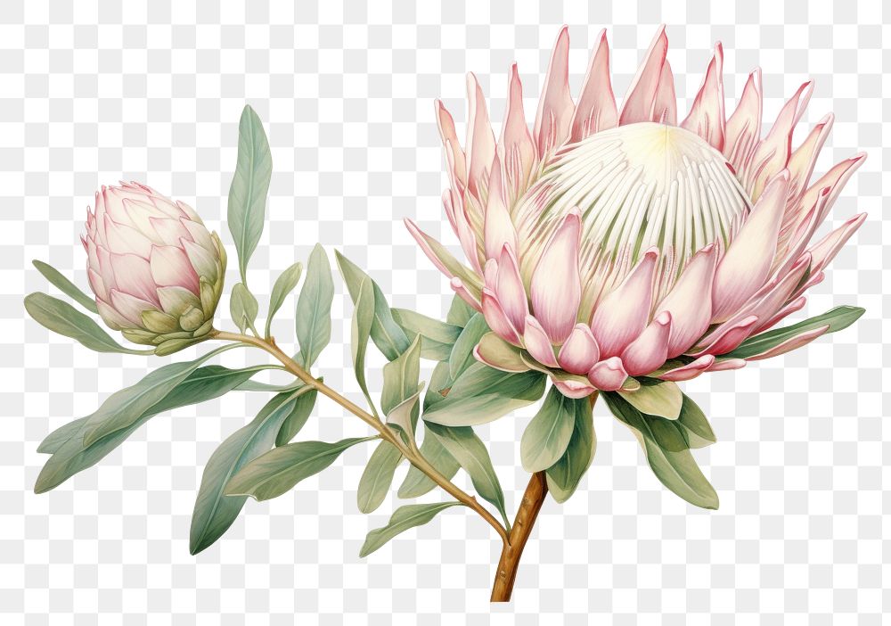 PNG Botanical illustration protea flower plant petal