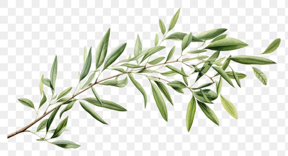 PNG Olive branch frame plant herbs leaf.