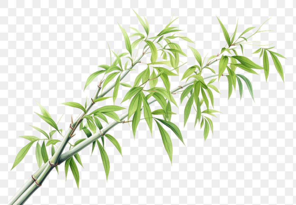 PNG Bamboo tree plant white background freshness.