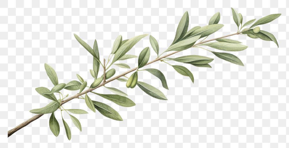 PNG Olive branch frame plant herbs leaf.