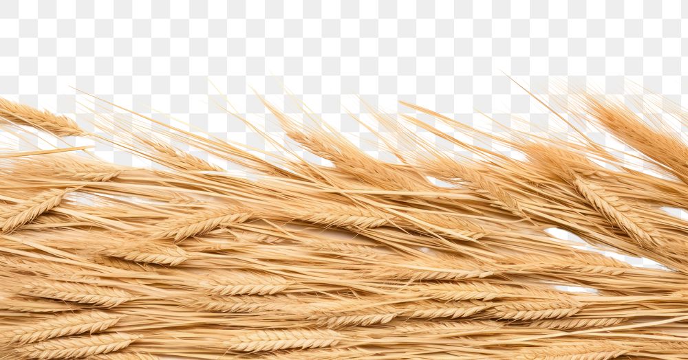 PNG Wheat produce grain food.