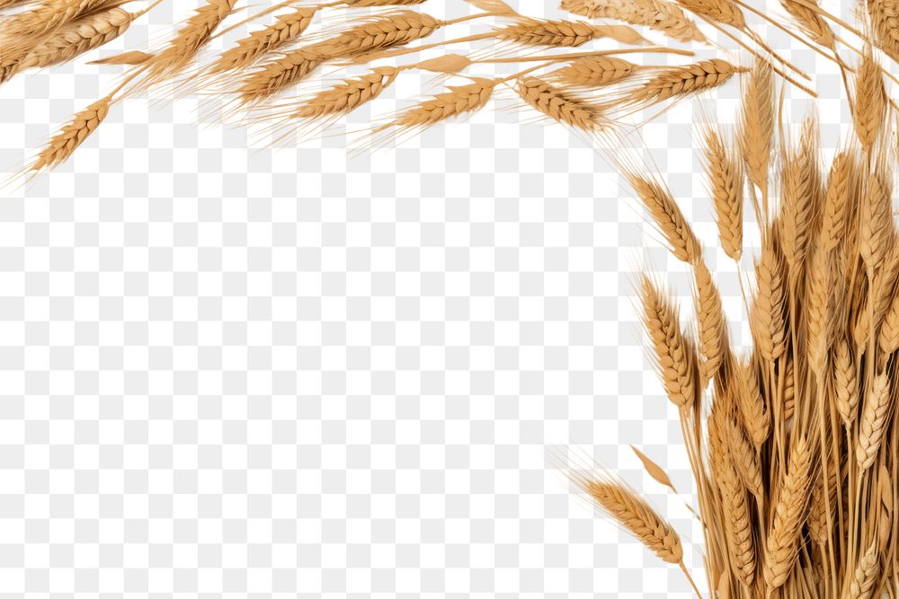 PNG Wheat produce grain food.
