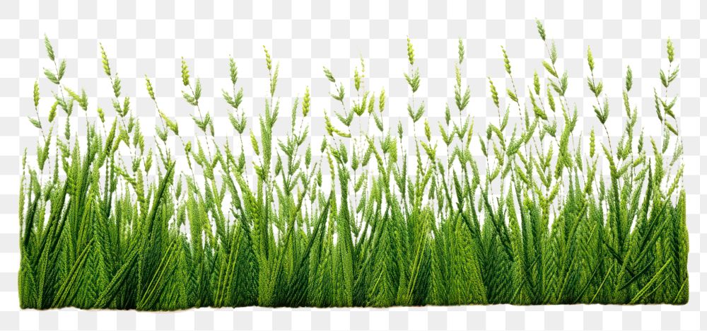 PNG  Grass field in embroidery style plant green wheatgrass.