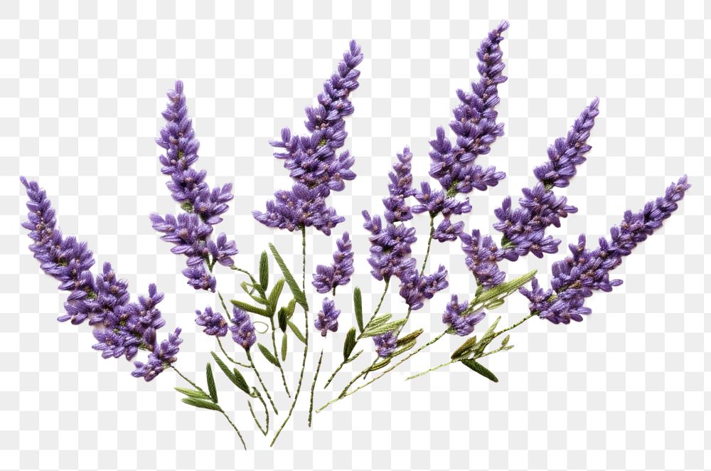 PNG  Lavender in embroidery style blossom flower plant.