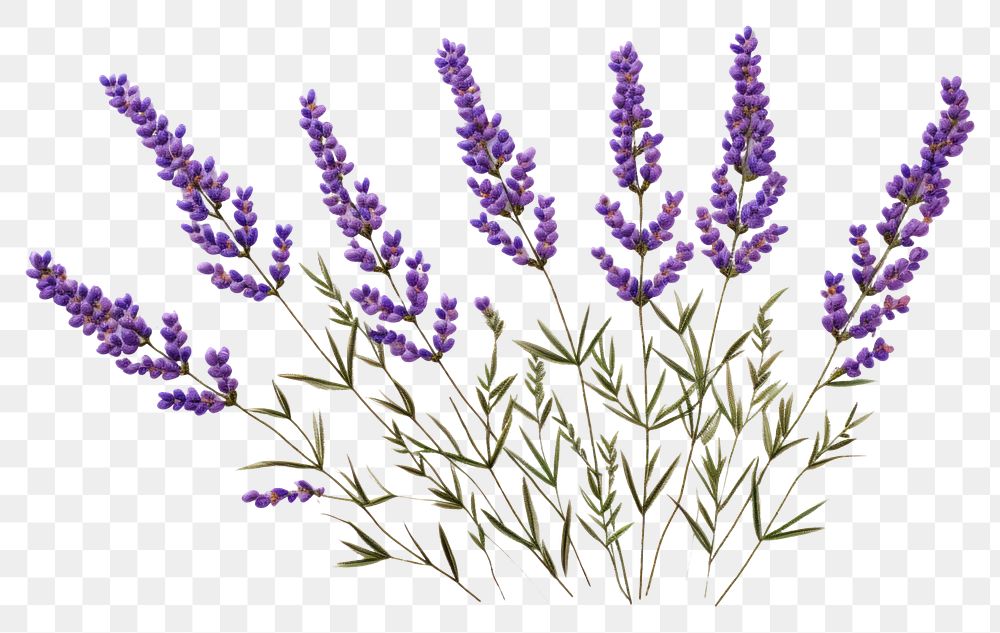 PNG  Lavender in embroidery style flower plant inflorescence.
