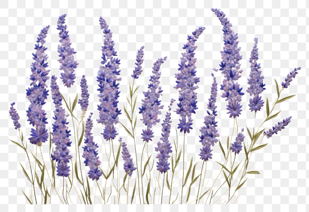 PNG  Lavender in embroidery style blossom flower plant.
