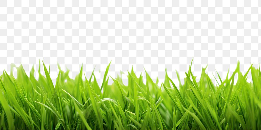 PNG Grass plant green lawn.