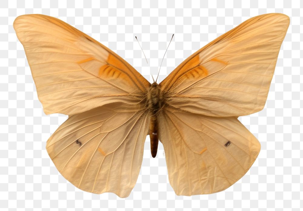 PNG  Real Pressed a Butterfly butterfly animal insect.