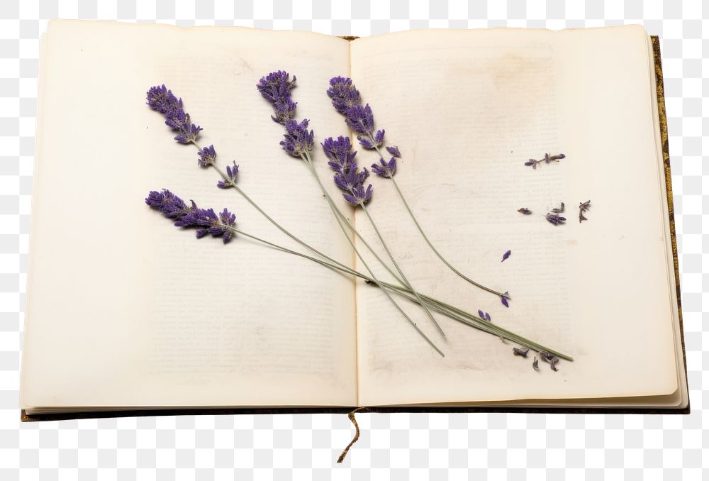 PNG  Real Pressed a lavenders flower publication plant.