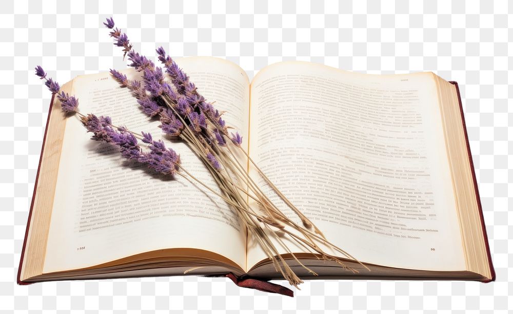 PNG  Real Pressed a lavenders flower publication plant.
