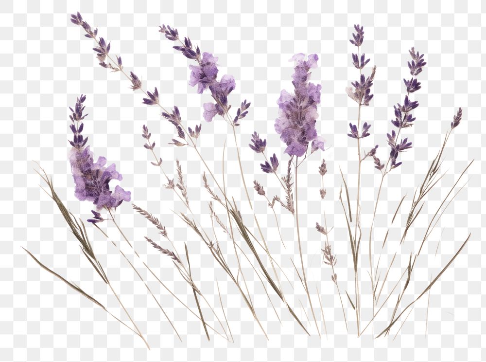 PNG  Real Pressed a lavenders flower plant herb.