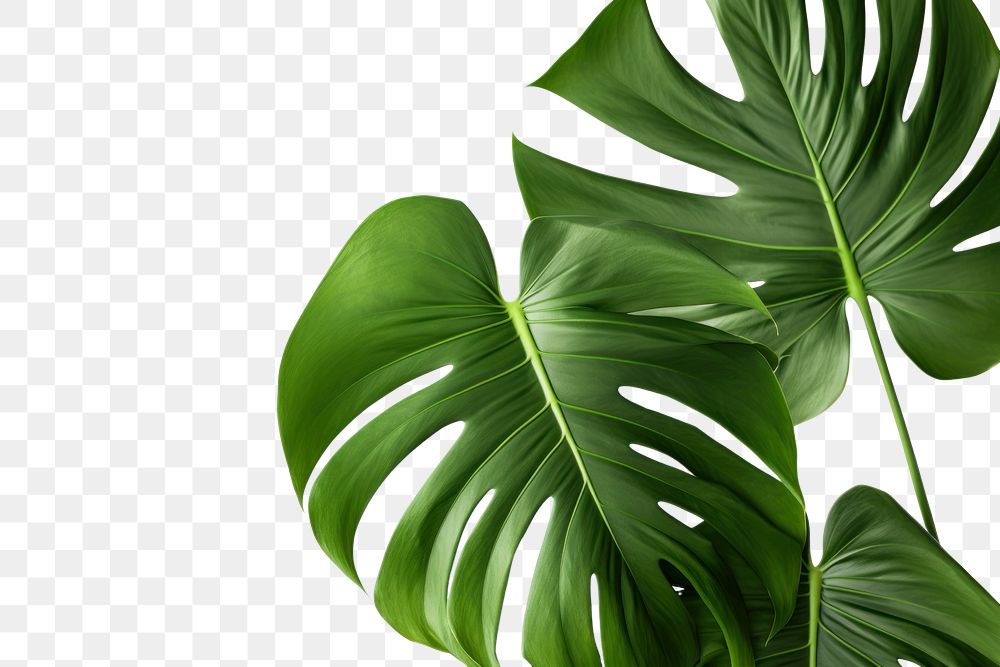 PNG Tropical backgrounds plant leaf. AI generated Image by rawpixel.