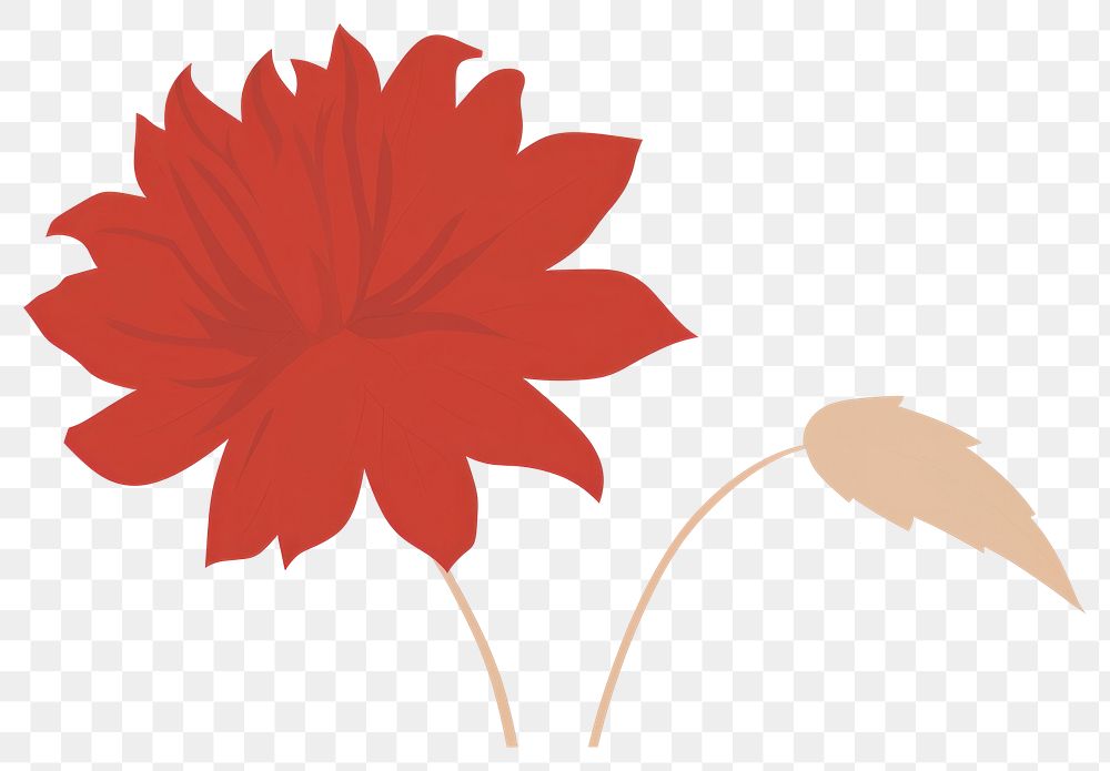 PNG Dahlia flower minimalist form petal plant inflorescence.