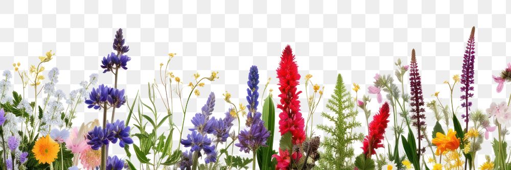 PNG  Wildflowers backgrounds lavender outdoors. 