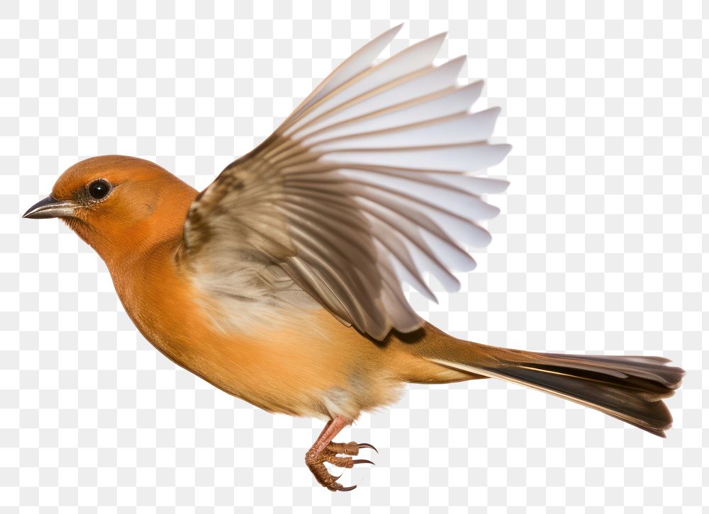PNG  Robinbird animal flying white background. AI generated Image by rawpixel.