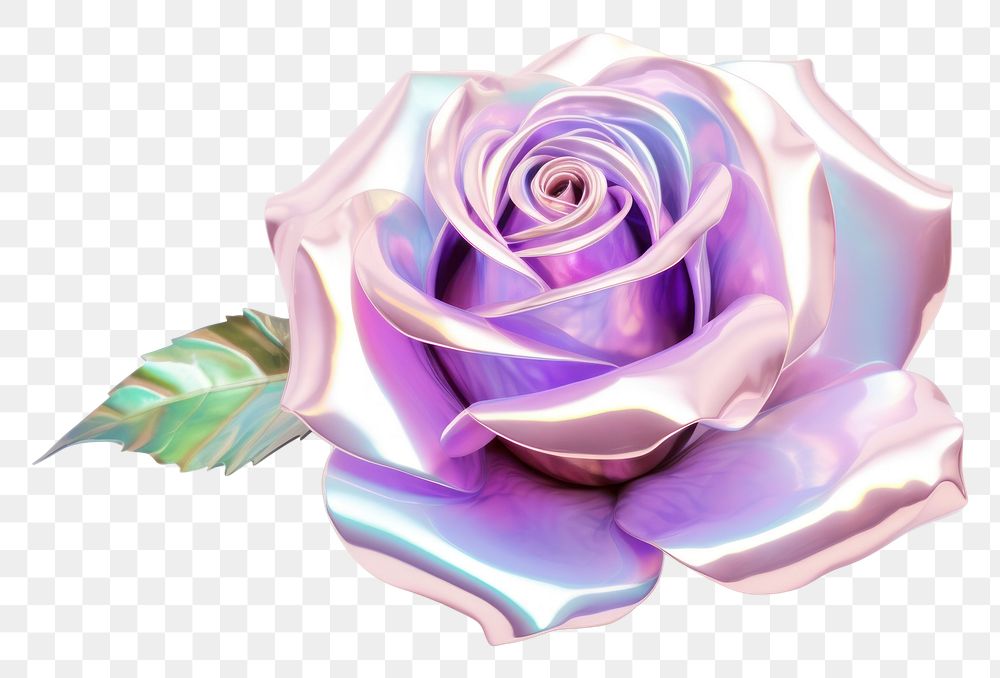 PNG  Blooming rose iridescent flower plant white background.