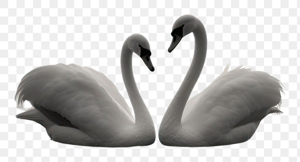 PNG Photography of couple swan heart shape monochrome outdoors animal.