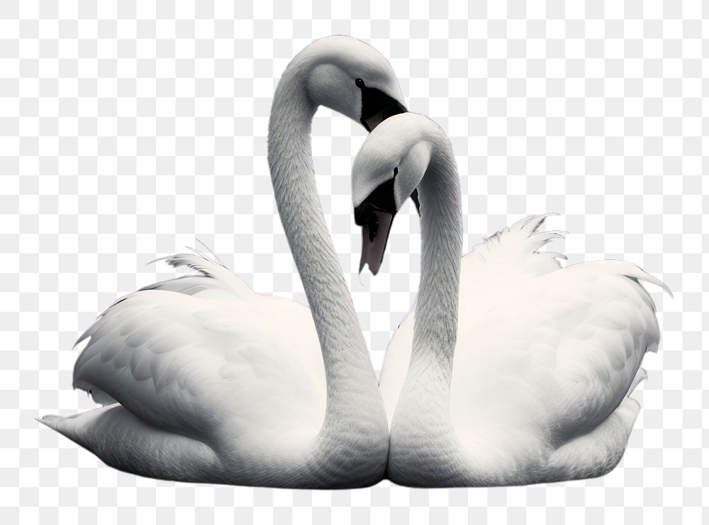 PNG Photography of couple swan heart shape monochrome animal white.