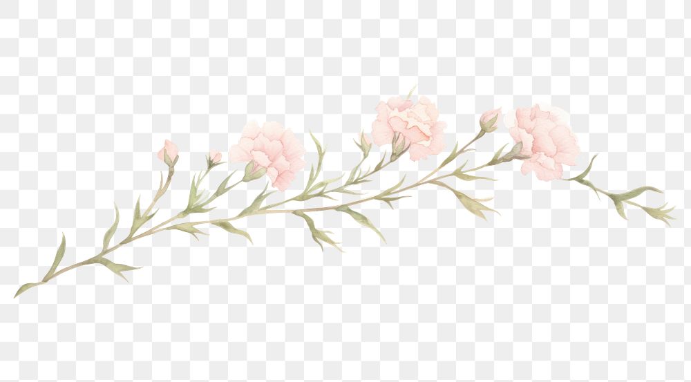 PNG Carnation branch as line watercolour illustration flower plant white background.